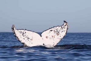 Città del Capo: immersione nella gabbia degli squali