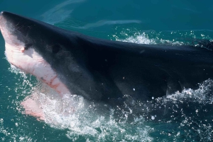 Cape Town: Shark Cage Diving Tour (with Breakfast & Lunch)