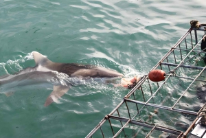 Cape Town: Shark Cage Diving Tour (with Breakfast & Lunch)