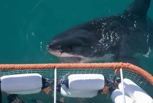 Cape Town: Shark Cage Diving Tour (with Breakfast & Lunch)