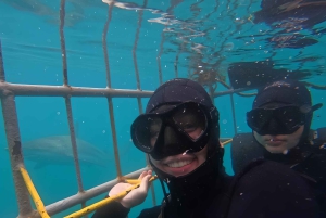 Cape Town: Shark Cage Diving Tour (with Breakfast & Lunch)