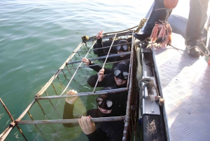 Cape Town: Shark Cage Diving Tour (with Breakfast & Lunch)