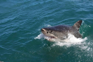 Cape Town: Shark Cage Diving Tour (with Breakfast & Lunch)