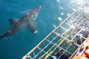 Cape Town: Shark Cage Diving Tour (with Breakfast & Lunch)