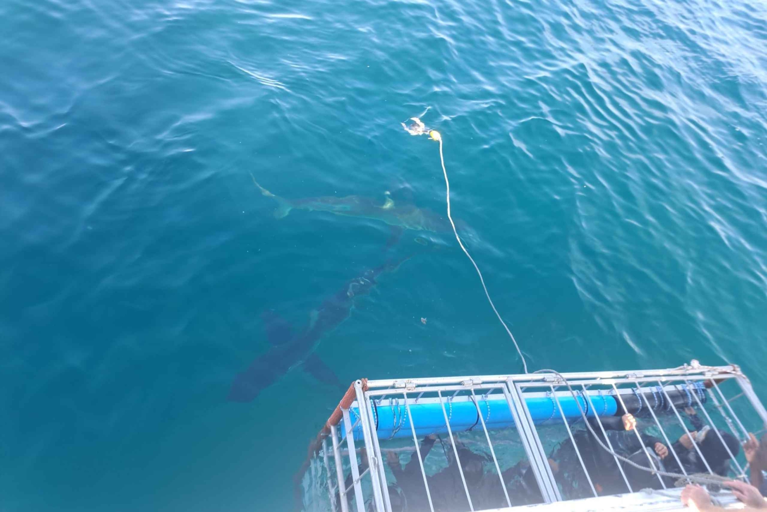 Ciudad del Cabo: buceo en jaula con tiburones con aperitivos y refrescos