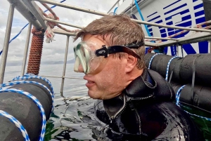 Ciudad del Cabo: buceo en jaula con tiburones con aperitivos y refrescos