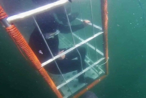 Ciudad del Cabo: buceo en jaula con tiburones con aperitivos y refrescos
