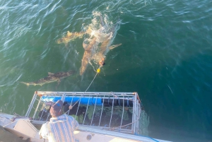 Ciudad del Cabo: buceo en jaula con tiburones con aperitivos y refrescos