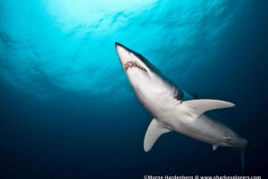 Ciudad del Cabo: buceo en jaula con tiburones con aperitivos y refrescos