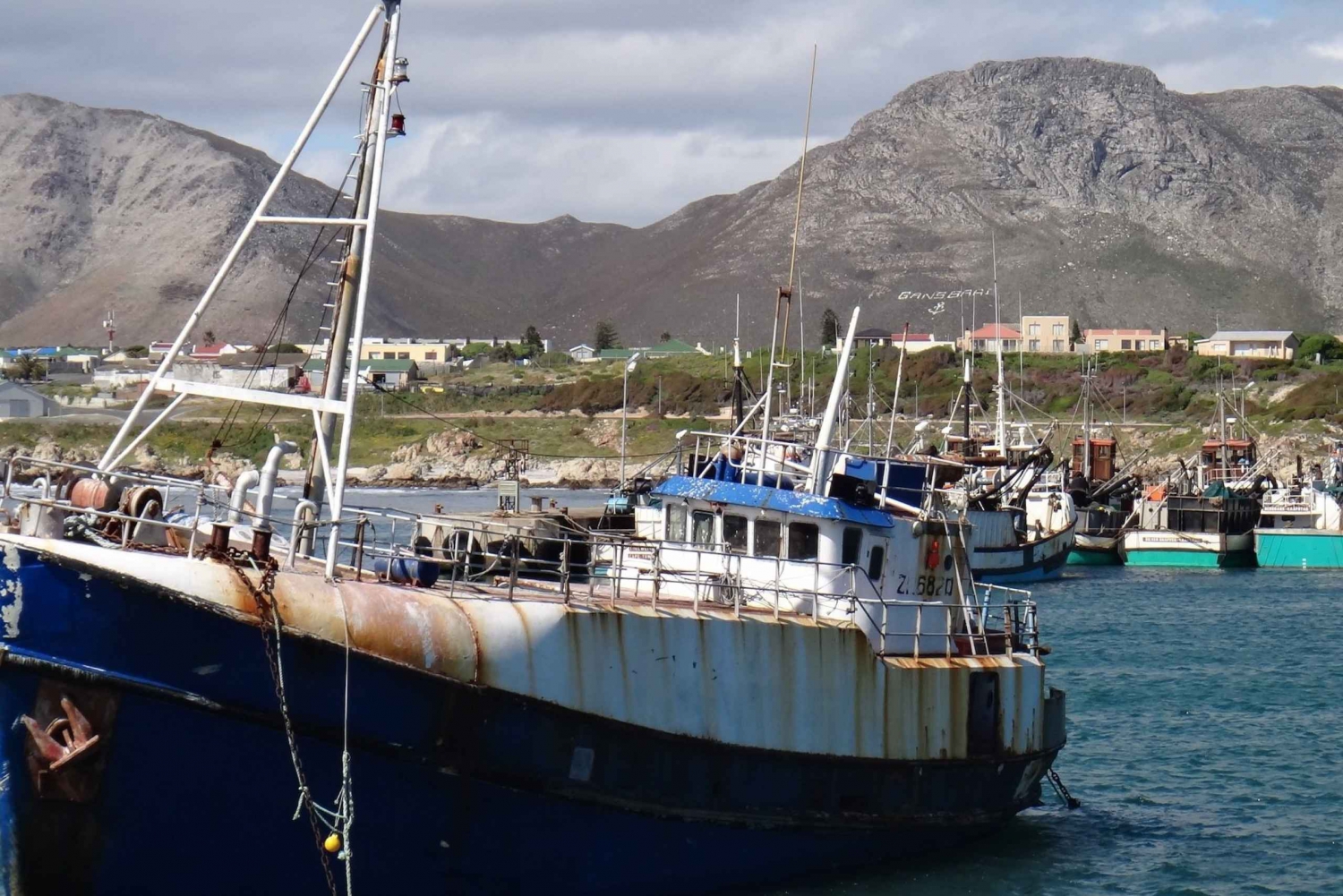 Kapstaden: Hajdykning vid Gansbaai Harbour Private Tour