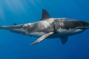 Кейптаун: дайвинг с акулами в гавани Гансбаай, частный тур