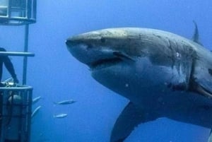 Città del Capo: tour privato di immersioni tra gli squali al porto di Gansbaai
