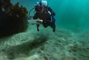 Kapkaupunki: Shark Science SCUBA Diving kokemus