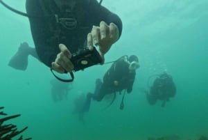 Kapkaupunki: Shark Science SCUBA Diving kokemus