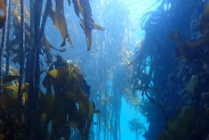 Kapkaupunki: Shark Science SCUBA Diving kokemus