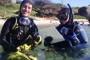 Kapkaupunki: Shark Science SCUBA Diving kokemus