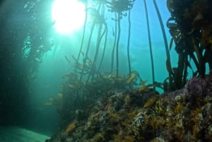 Kapkaupunki: Shark Science SCUBA Diving kokemus