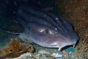 Kapkaupunki: Shark Science SCUBA Diving kokemus