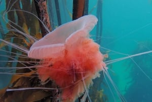 Kapkaupunki: Shark Science SCUBA Diving kokemus