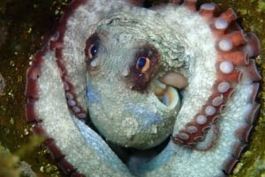 Kapkaupunki: Shark Science SCUBA Diving kokemus