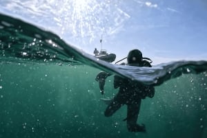 Kapkaupunki: Shark Science SCUBA Diving kokemus