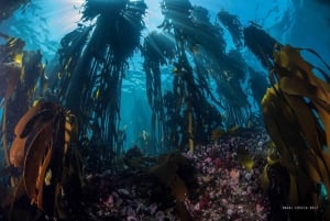 Kapkaupunki: Shark Science SCUBA Diving kokemus