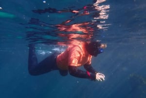 Kapkaupunki: Shark Science SCUBA Diving kokemus