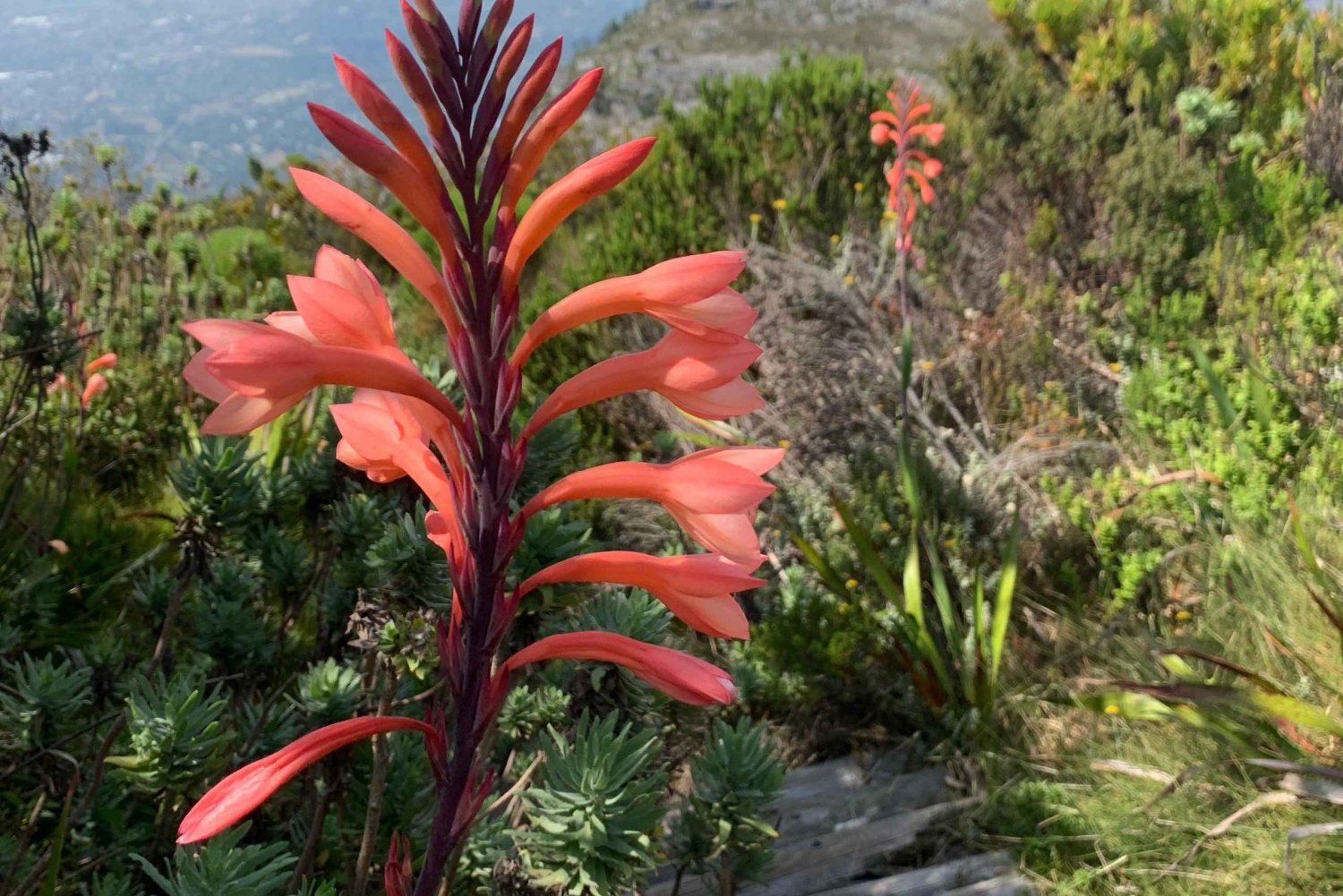 Cape Town: Skeleton Gorge Hike to Table Mountain Summit