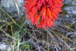 Kapkaupunki: Skeleton Gorge -vaellus Pöytävuoren huipulle
