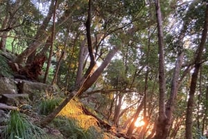 Kapkaupunki: Skeleton Gorge -vaellus Pöytävuoren huipulle