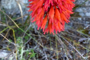 كيب تاون: رحلة عبر سكيليتون جورج إلى قمة جبل تيبل