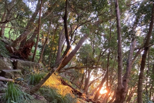 كيب تاون: رحلة عبر سكيليتون جورج إلى قمة جبل تيبل