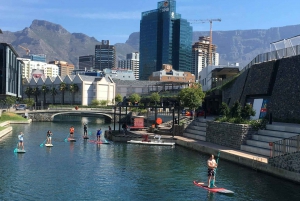 Cape Town: Udlejning af stand-up paddle board med grundlæggende træning