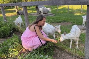 Le Cap : excursion d'une journée à Stellenbosch, Franschhoek et Paarl Wine