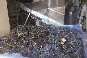 Le Cap : excursion d'une journée à Stellenbosch, Franschhoek et Paarl Wine