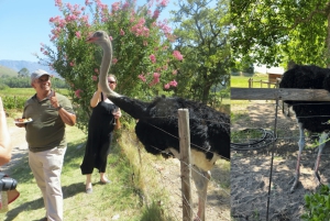 Le Cap : excursion d'une journée à Stellenbosch, Franschhoek et Paarl Wine