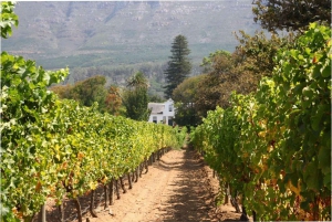 Cape Town: Stellenbosch Pinotage Wine Tour with Tastings