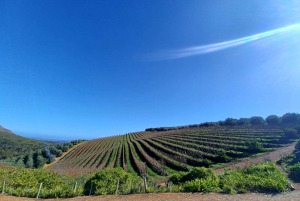 Le Cap : excursion d'une demi-journée à la découverte du vin de Stellenbosch