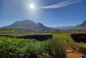 Cape Town: Halvdagstur til Stellenbosch vin