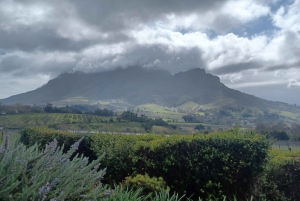 Kapstaden: Stellenbosch vin halvdagstur