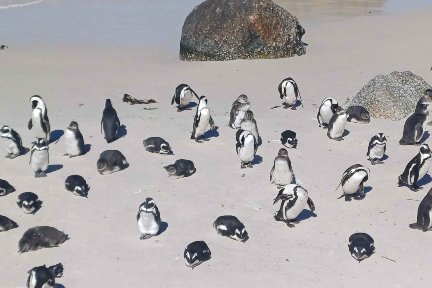 Kaapstad: Zonsondergang pinguïns & Kaap de Goede Hoop halfdaagse tour