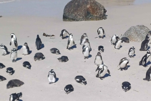 Kaapstad: Zonsondergang pinguïns & Kaap de Goede Hoop halfdaagse tour