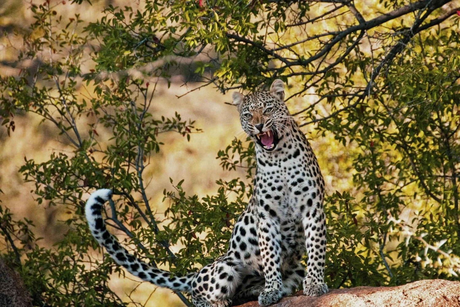 Cape Town: Sunset Safari at Aquila Game Reserve w/Transfer