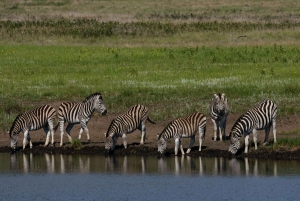 Kapkaupunki: Auringonlaskusafari Aquila Game Reserve w/Transfeer