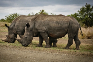 Cape Town: Sunset Safari at Aquila Game Reserve w/Transfer