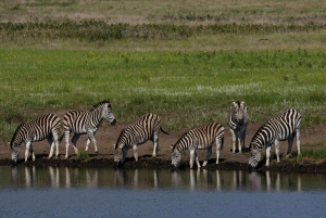 Cape Town: Sunset Safari at Aquila Game Reserve w/Transfer