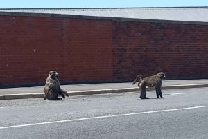 Cape Town: Table Mountain and Penguins Private Guided Tour