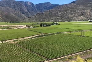 Città del Capo: Table Mountain e Parco dei Grandi Gatti di Stellenbosch