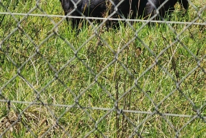 Città del Capo: Table Mountain e Parco dei Grandi Gatti di Stellenbosch