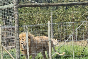 Città del Capo: Table Mountain e Parco dei Grandi Gatti di Stellenbosch